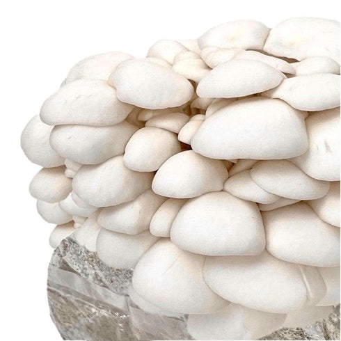 Snow Oyster 'Plant & Grow' Garden Block